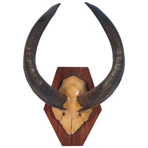 Pair Of African Antelope Horns Mounted On Base Of Stainless Steel For