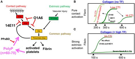 Schematic Diagram Summarizing The Thrombin Generation And Fibrin