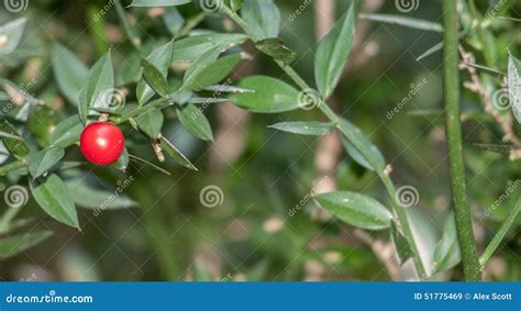 Plant Portrait Butcher S Broom Stock Image - Image of shrub, spiky: 51775469