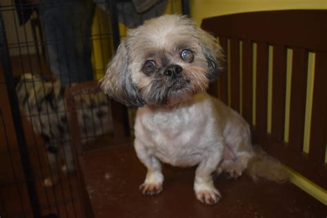 Shih Tzu Rescue New York City - Shih Tzu Dog