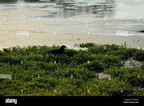 Carrion crow ( corvus corone Stock Photo - Alamy