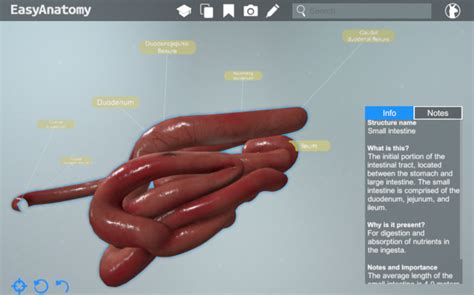 Anatomy Of The Canine Digestive System Easyanatomy