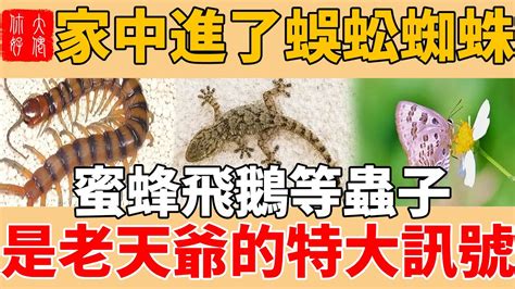 家裡出現這些小動物，不要驚慌，可能是好運的象徵！大佬你好啊佛學佛教風水 Youtube