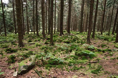 Bildet Landskap Tre Natur Villmark Lett Anlegg Sol Fotturer