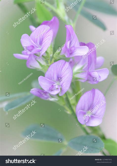 Alfalfa Called Lucerne Medicago Sativa Edible Stock Photo Edit Now