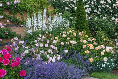 Roses In Mixed Borders Rose Garden Landscape Garden Borders Garden