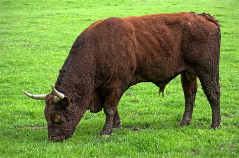 Free Images Nature Grass Field Farm Meadow Wildlife Horn