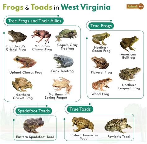 2 Types Of Tree Frogs Found In West Virginia ID Guide Nature Blog