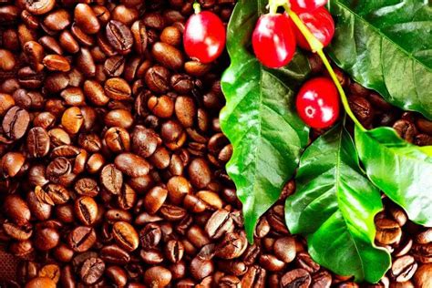 Where Do Coffee Beans Come From Origins Processing Explained