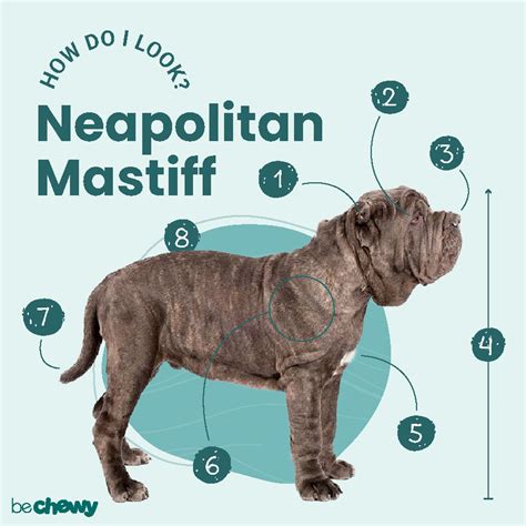 Neapolitan Mastiff : Characteristics, Care & Photos | BeChewy