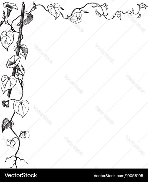 Morning glory have leaves vine in this border Vector Image