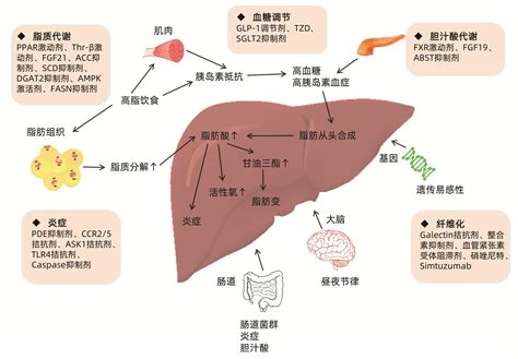 壹生资讯 非酒精性脂肪性肝病的药物治疗进展