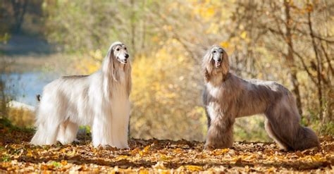 The 10 Most Expensive Dog Breeds Az Animals