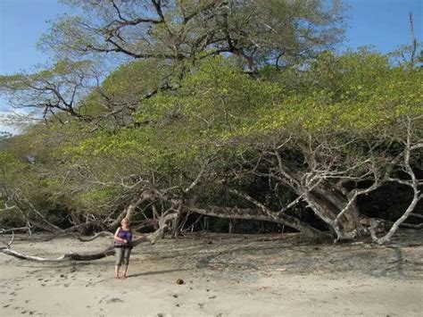 The 5 Most Dangerous Trees In The World From The Fruit To The Trunk Are Deadly Toxins You Must