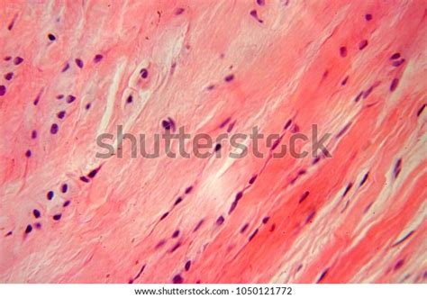 Connective Tissue Under Microscope