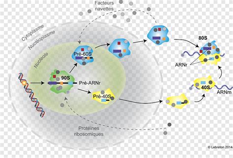 Ribosome Eukaryote S Ribosomal Rna Biogenesis Ribosome Png Pngegg