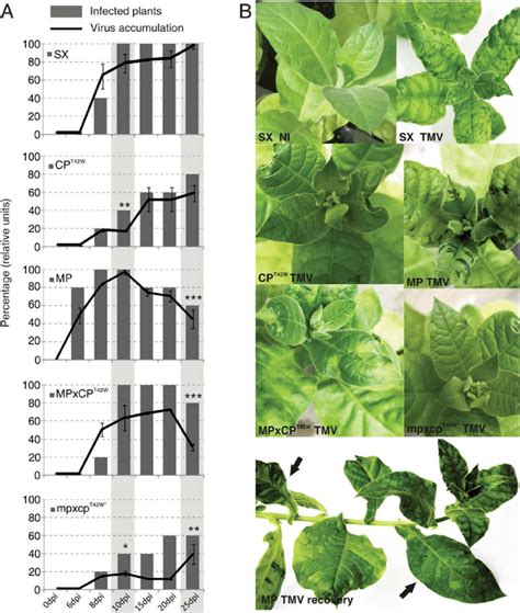 Effects Of Tobacco Mosaic Virus Tmv Rna Infection A Bar Graphs Show