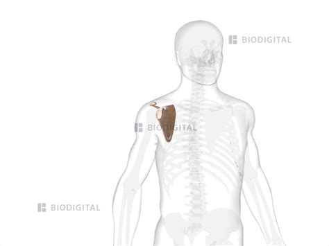 Right scapula | BioDigital Anatomy