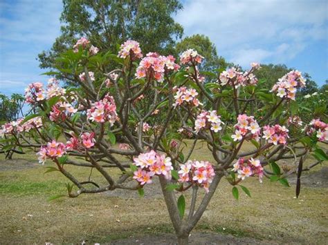 Frangipani A Flowering Favourite Plants Whitsunday