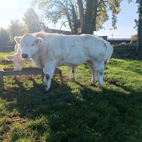 1 Belgian Blue Bull For Sale In Co Roscommon For €1 On Donedeal