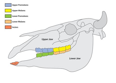 Why Dont Cows Have Top Teeth How Do They Eat