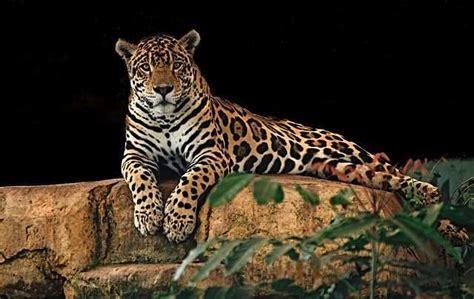 Promueve Wwf Conservaci N Del Jaguar Con Muestra Fotogr Fica