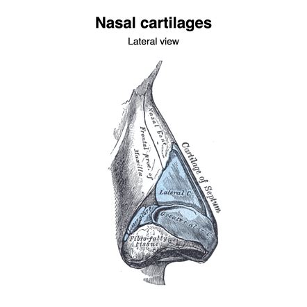 Hyaline Cartilage Trachea Drawing