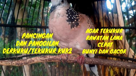 Tekukur Gacor Full Kuk Suara Lantang Cocok Buat Pancingan Derkuku