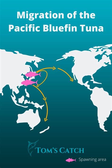 6 Things you should know about Bluefin Tuna Migration - Tom's Catch Blog