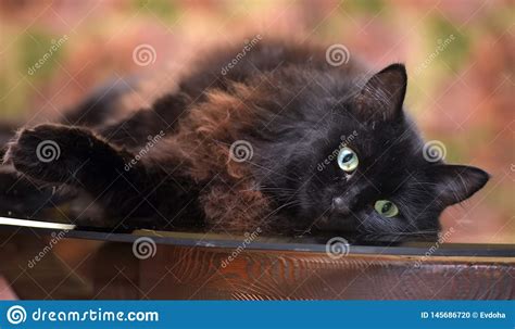 Le Beau Chat Noir Pelucheux Se Trouve Sur Une Table En Verre Photo