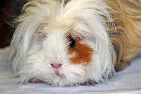 Lunkarya Guinea Pig Info Pictures Traits Facts Pangovet