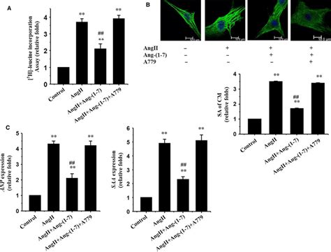 Ang 1 7 Inhibits Ang II Induced Cardiomyocyte Hypertrophy Via A Mas