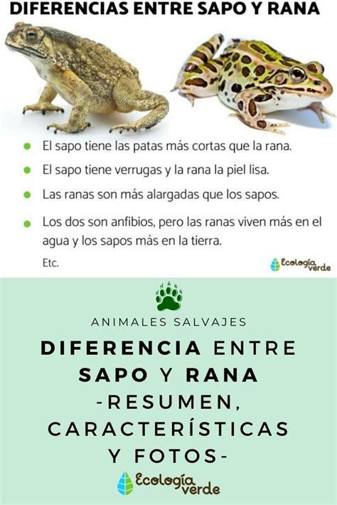 Diferencia Entre Sapo Y Rana Resumen Características Y Fotos Sapos