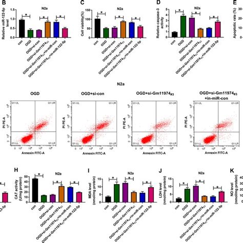 Inhibition Of Mir 122 5p Reversed The Effect Of Gm11974 Depletion On