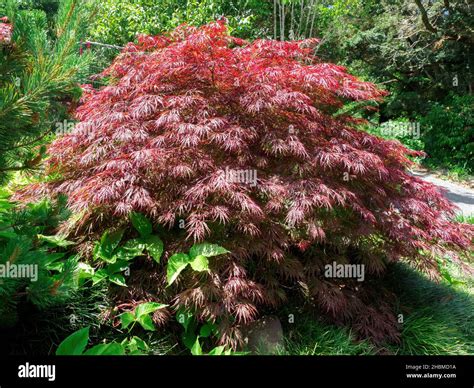 Acer palmatum crimson queen Banque de photographies et dimages à haute