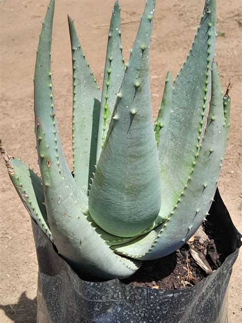 Aloe Wickensii 10l Schubert Landscapes