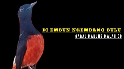 Di Embun Malah Ngembang Bulu Gagal Mabung Malah OB Bengkel Murai