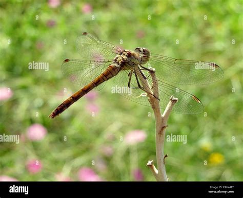 Dragonfly With Open Wings Hi Res Stock Photography And Images Alamy