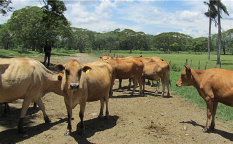 Reporte De Caracterizaci N Gen Tica Del Ganado Criollo Lechero