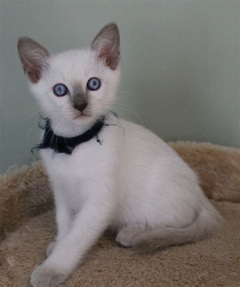 66 Best Lilac Point Siamese Cats Images On Pinterest Siamese Cat