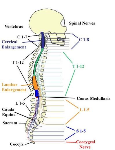 Coccygeal nerve - Definition, Origin, Function and Pictures - Bodterms