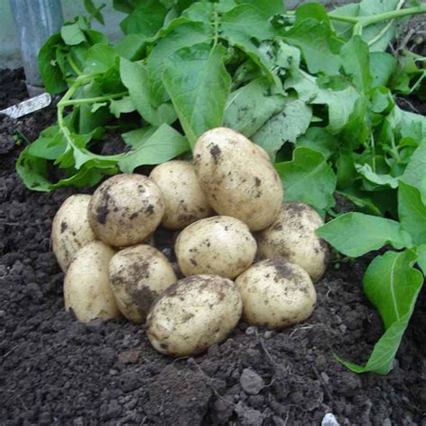 Wilko Seed Potato Swift 2kg Wilko