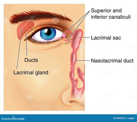 Eye Model Labeled Lacrimal Gland