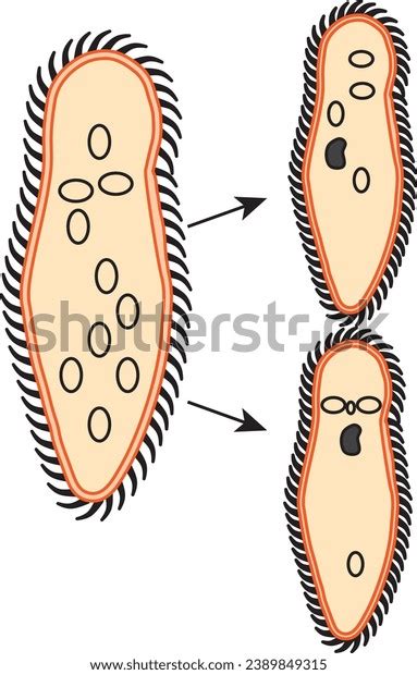 Paramecium Over Royalty Free Licensable Stock Vectors Vector Art