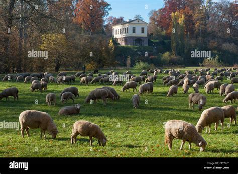 Flock Of Sheep In The Park By The Ilm Roman House Behind Unesco