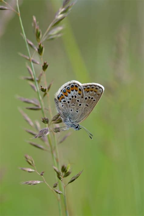 Borboleta Argus Castanha Sobre Uma Planta Imagem De Stock Imagem De