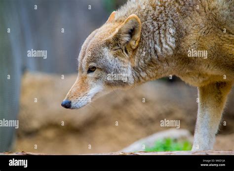 Coyote On The Prowl Stock Photo Alamy