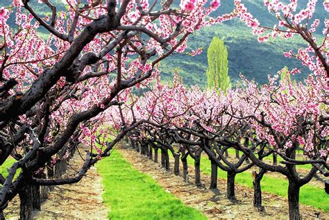 Orchard In Blossom Photograph by Don Mann