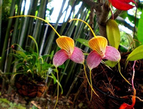 Tipos de Orquídeas Variedades y Origen de las Orquídeas Tipos de