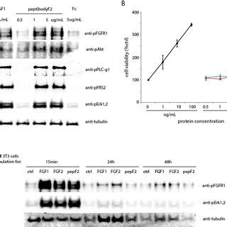 Activation Of FGFR Dependent Signaling Pathways In Different Cell Lines